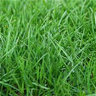 草皮的冬季养护小技巧